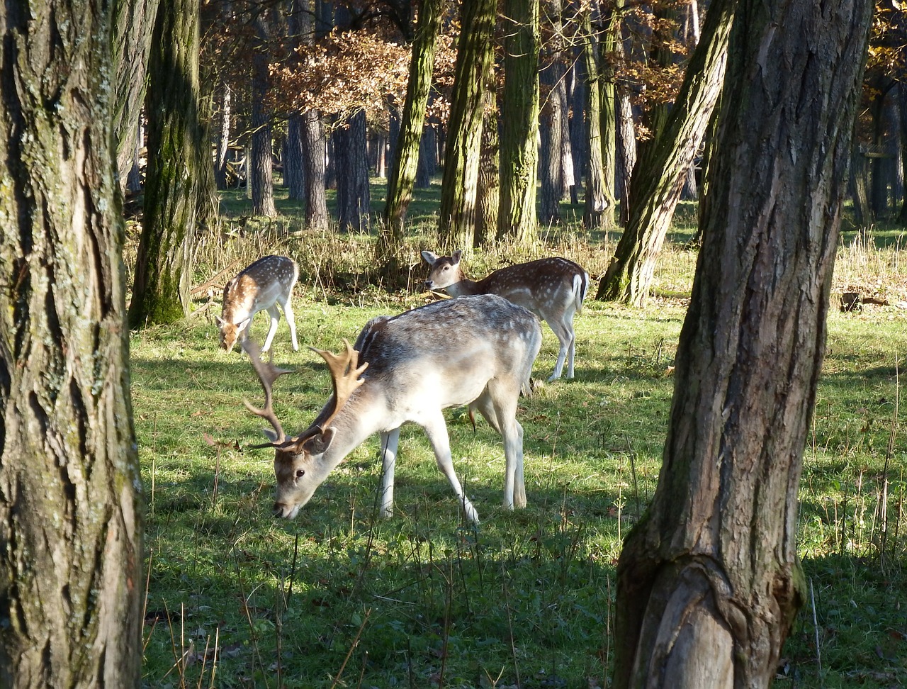 fallow deer november rut free photo