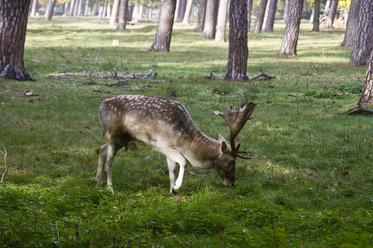 fallow deer fur stains free photo