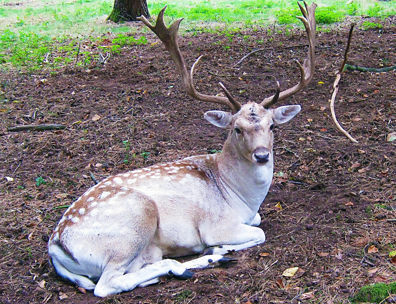 fallow deer fur stains free photo