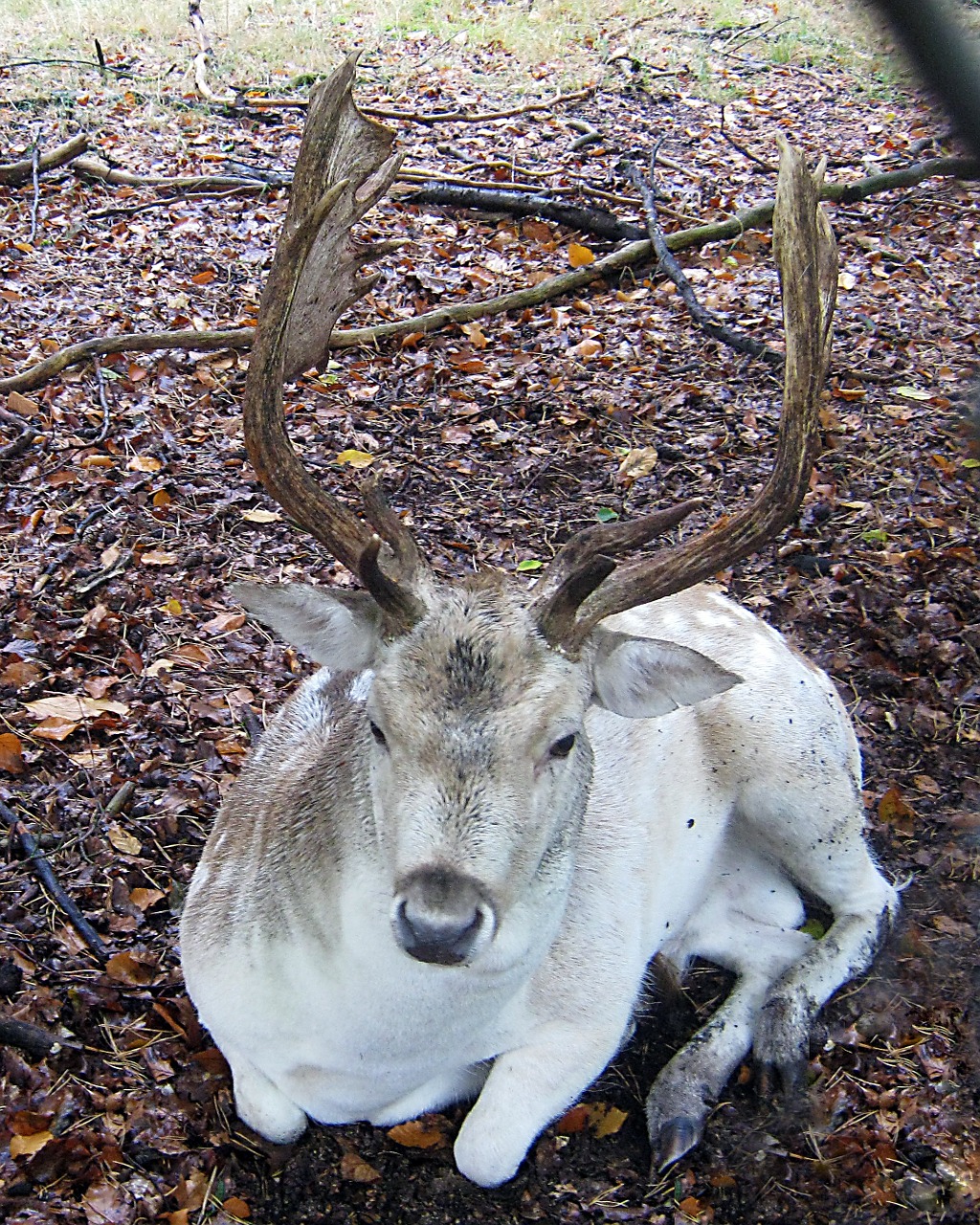 fallow deer lying fur free photo