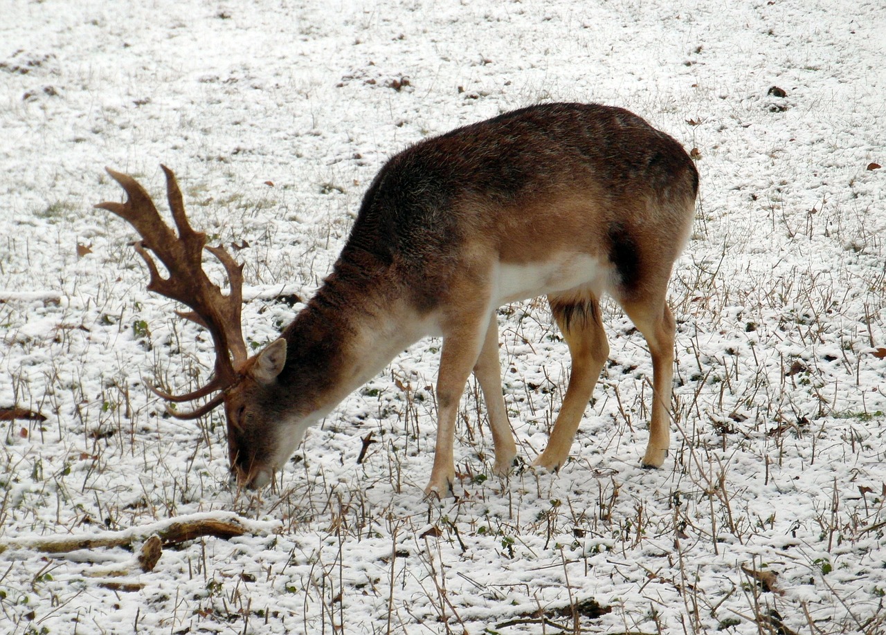 fallow deer winter fur free photo