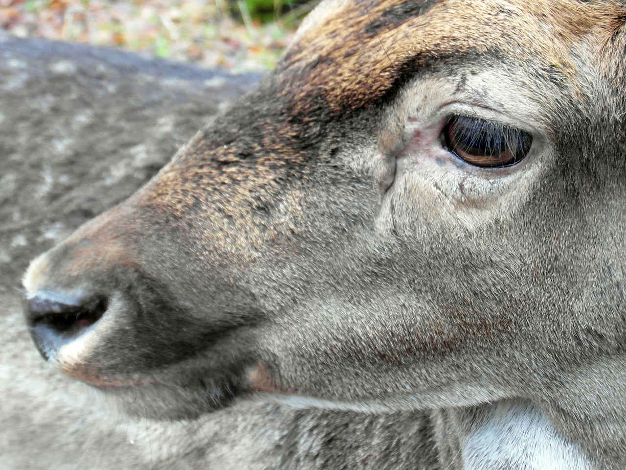 fallow deer eye head free photo