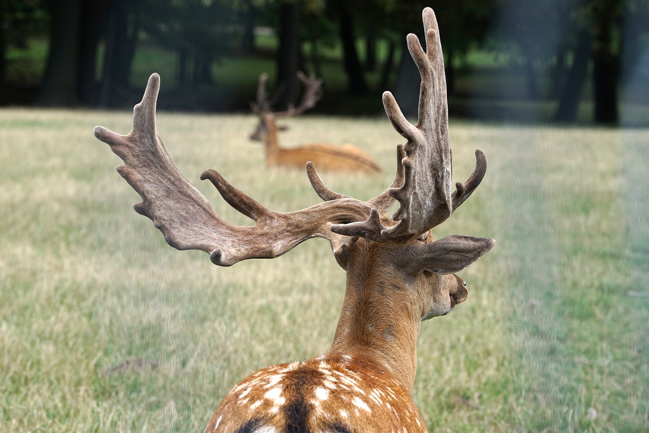 Fallow deer,wild,antler,nature,forest - free image from