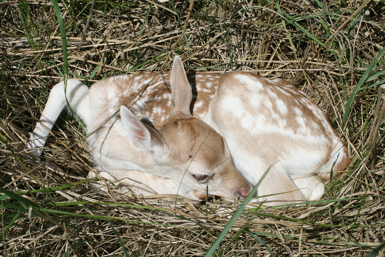 fallow deer baby kitz free photo