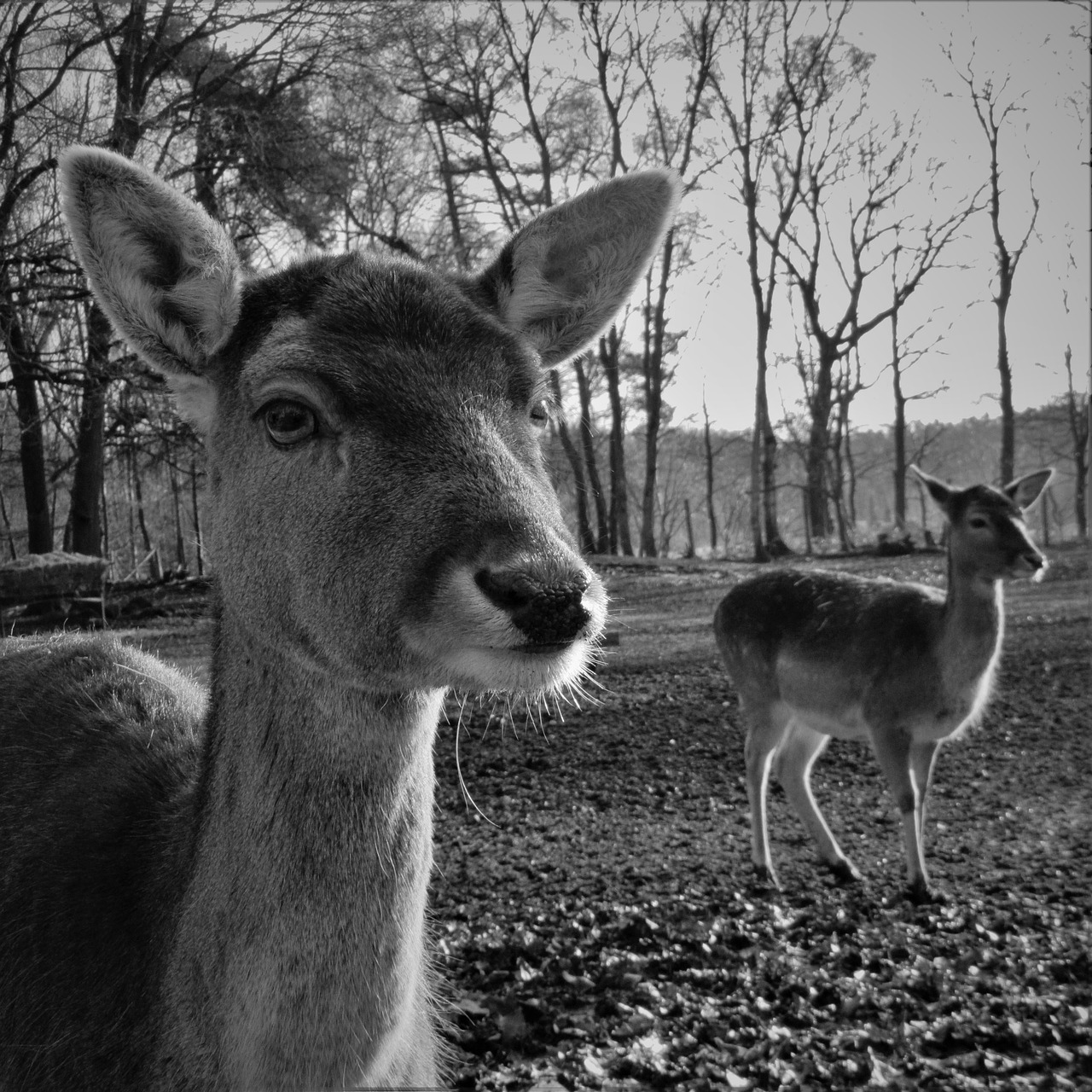 fallow deer hirsch head free photo