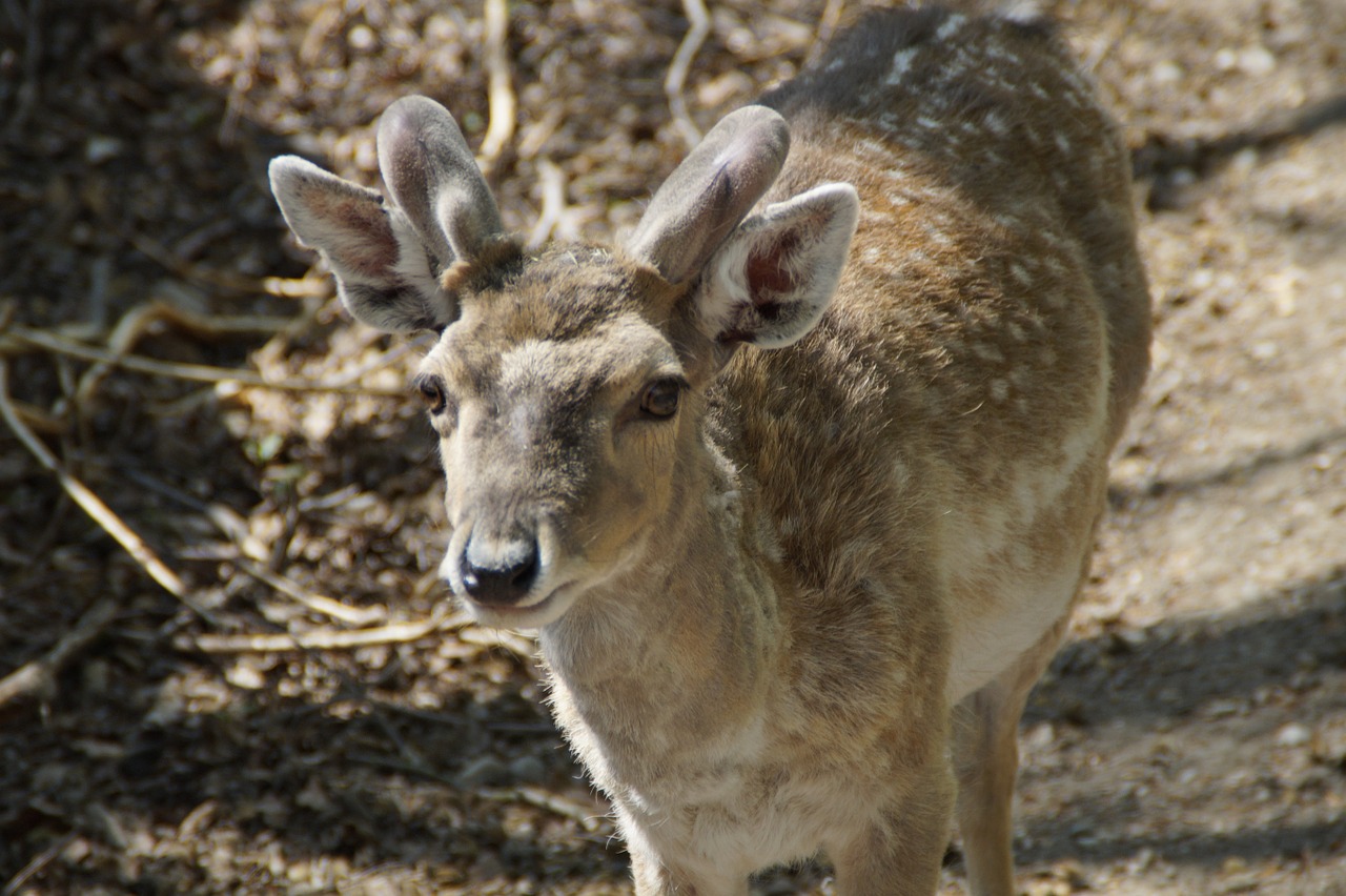 fallow deer male animal free photo