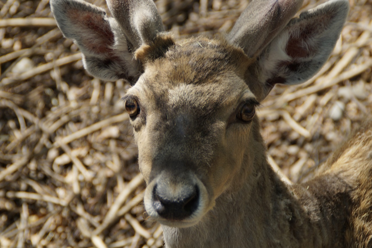 fallow deer male animal free photo