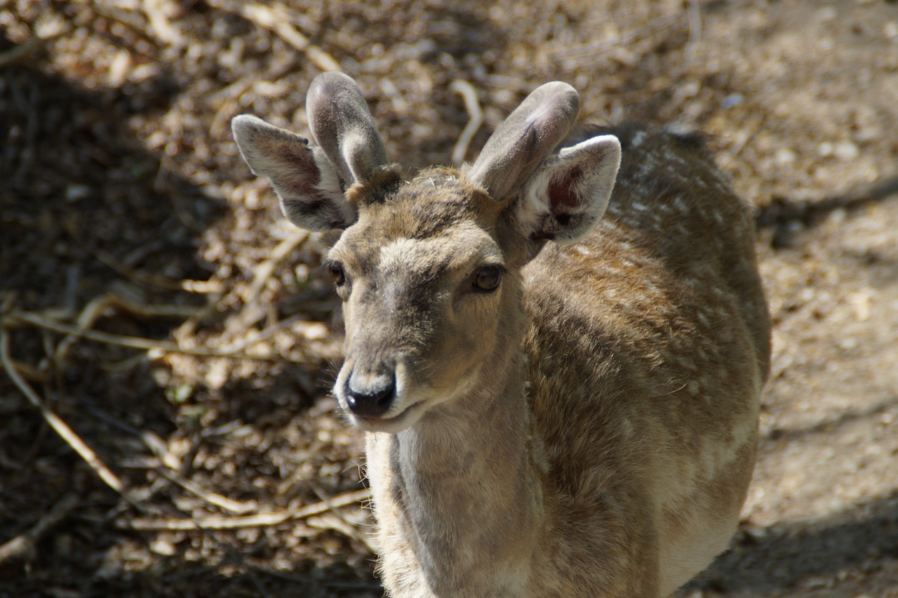 fallow deer male animal free photo