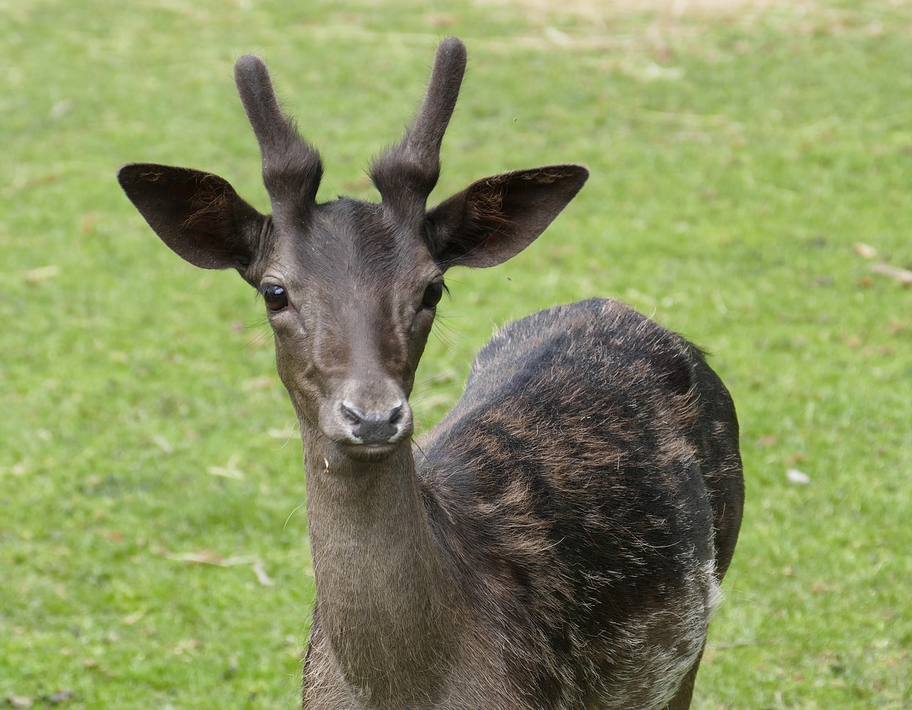 fallow deer  forest  hirsch free photo