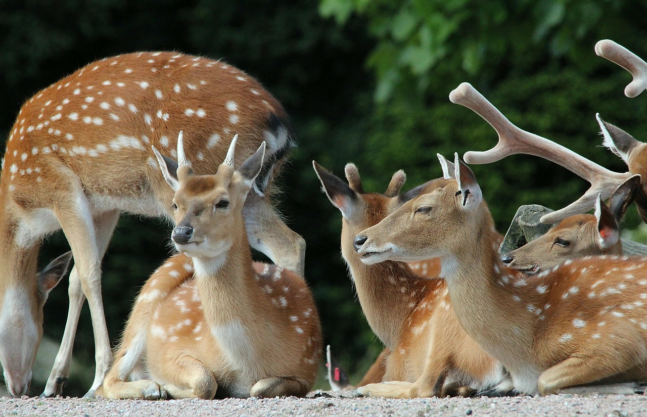 fallow deer paarhufer deer free photo