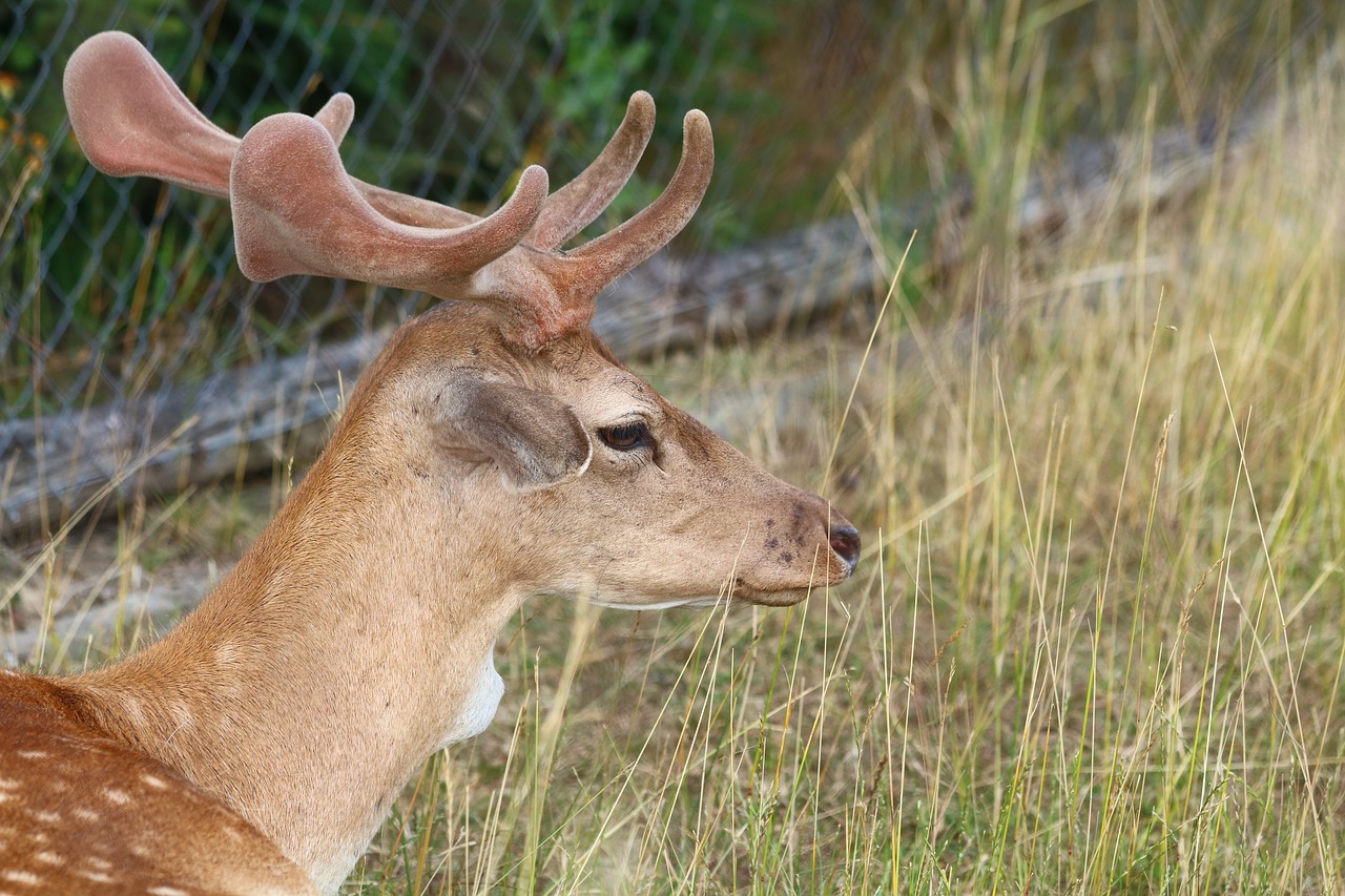 fallow deer  animal  mammal free photo