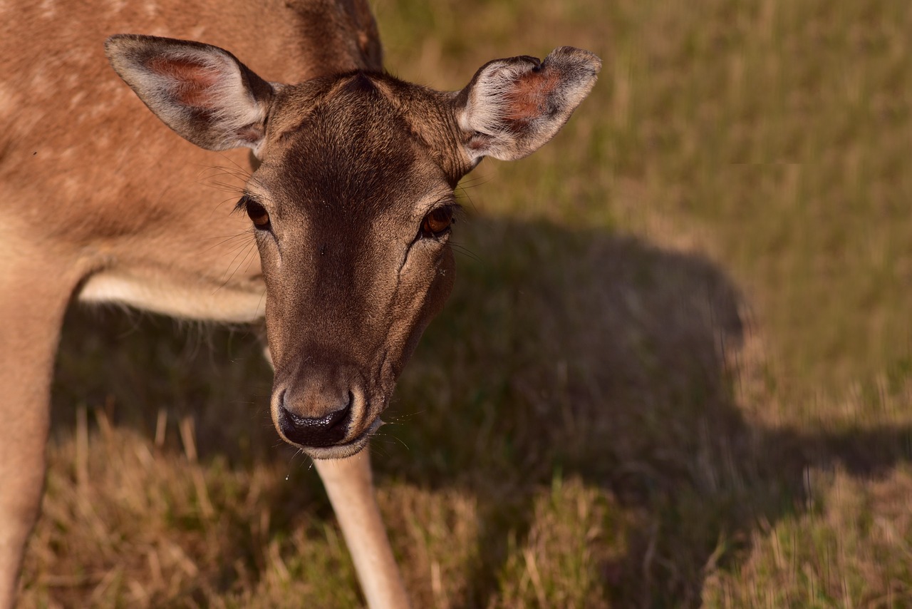 fallow deer  cow  female free photo