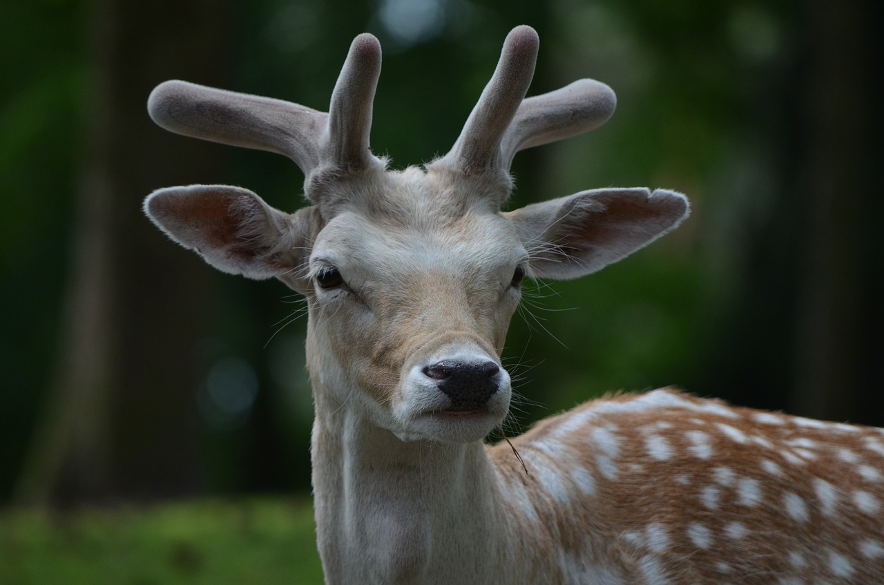 fallow deer roe deer free pictures free photo