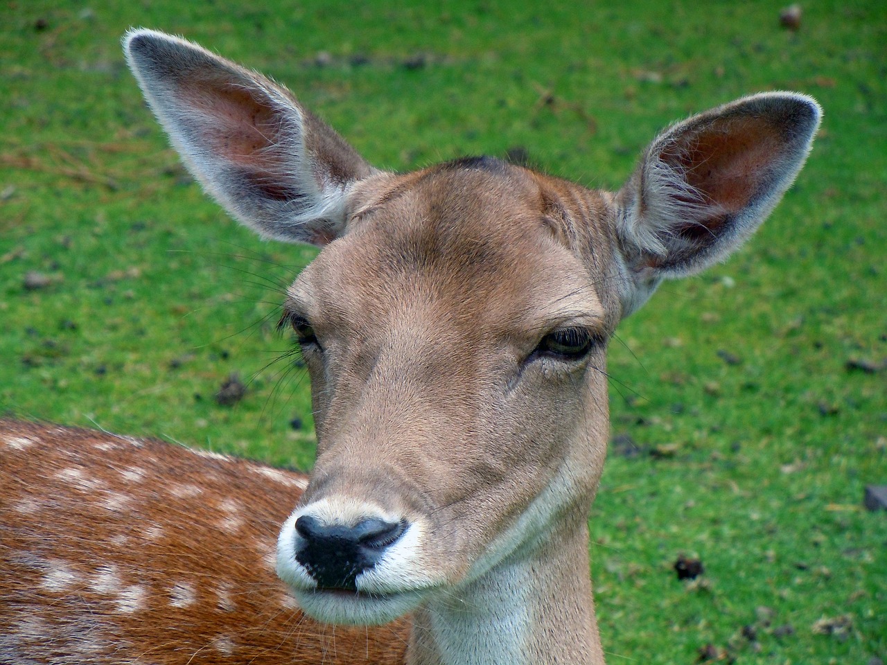 fallow deer roe deer animal free photo