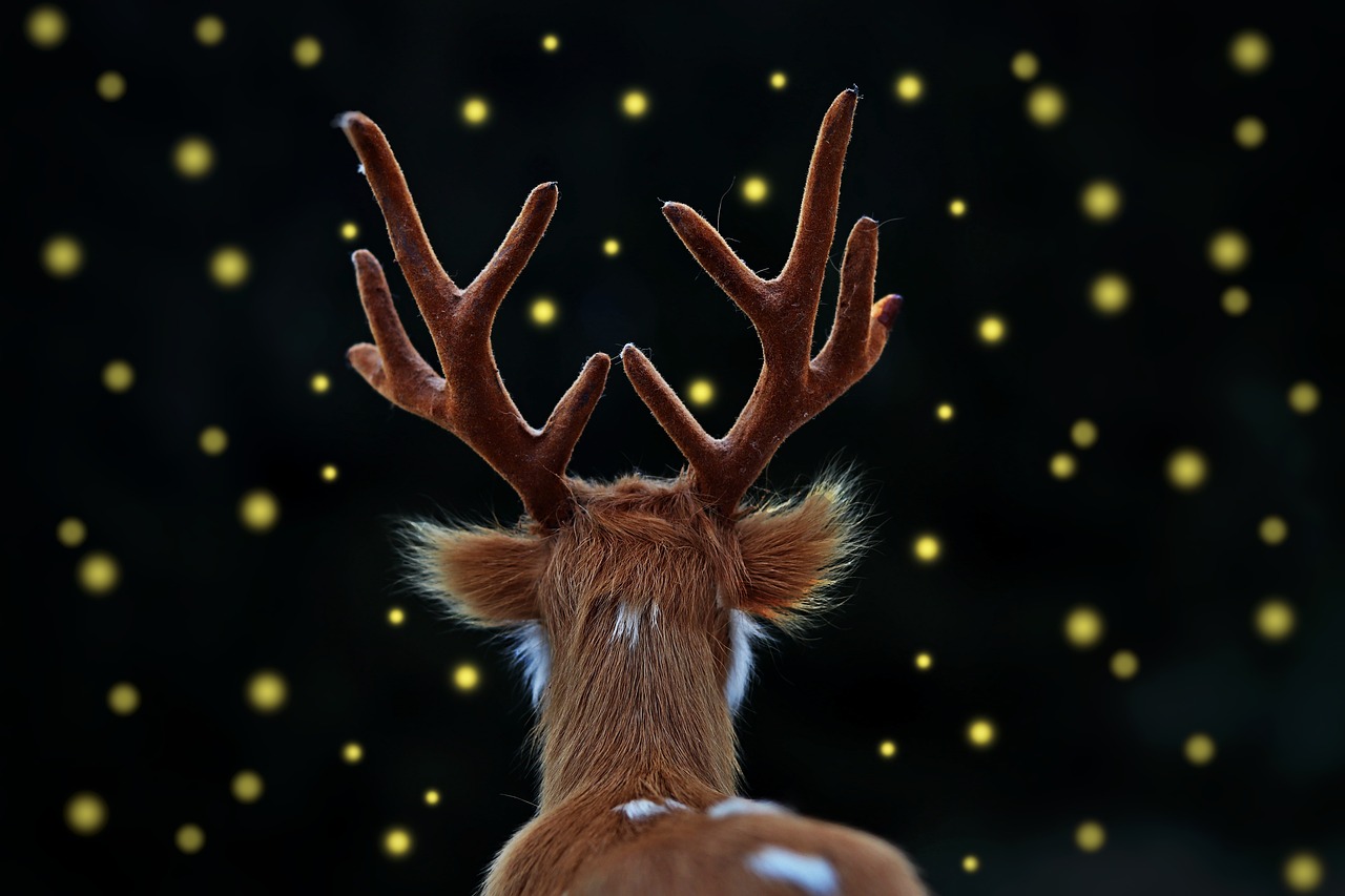 fallow deer  hart  fireflies free photo
