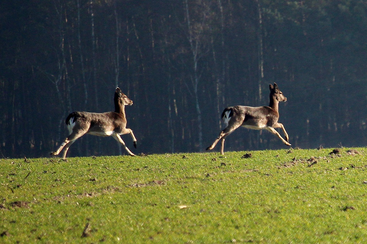 fallow deer  jump  arable free photo