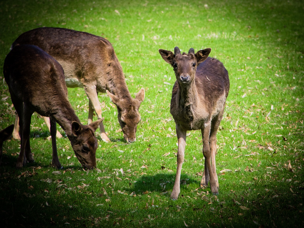 fallow deer  animal  wild free photo