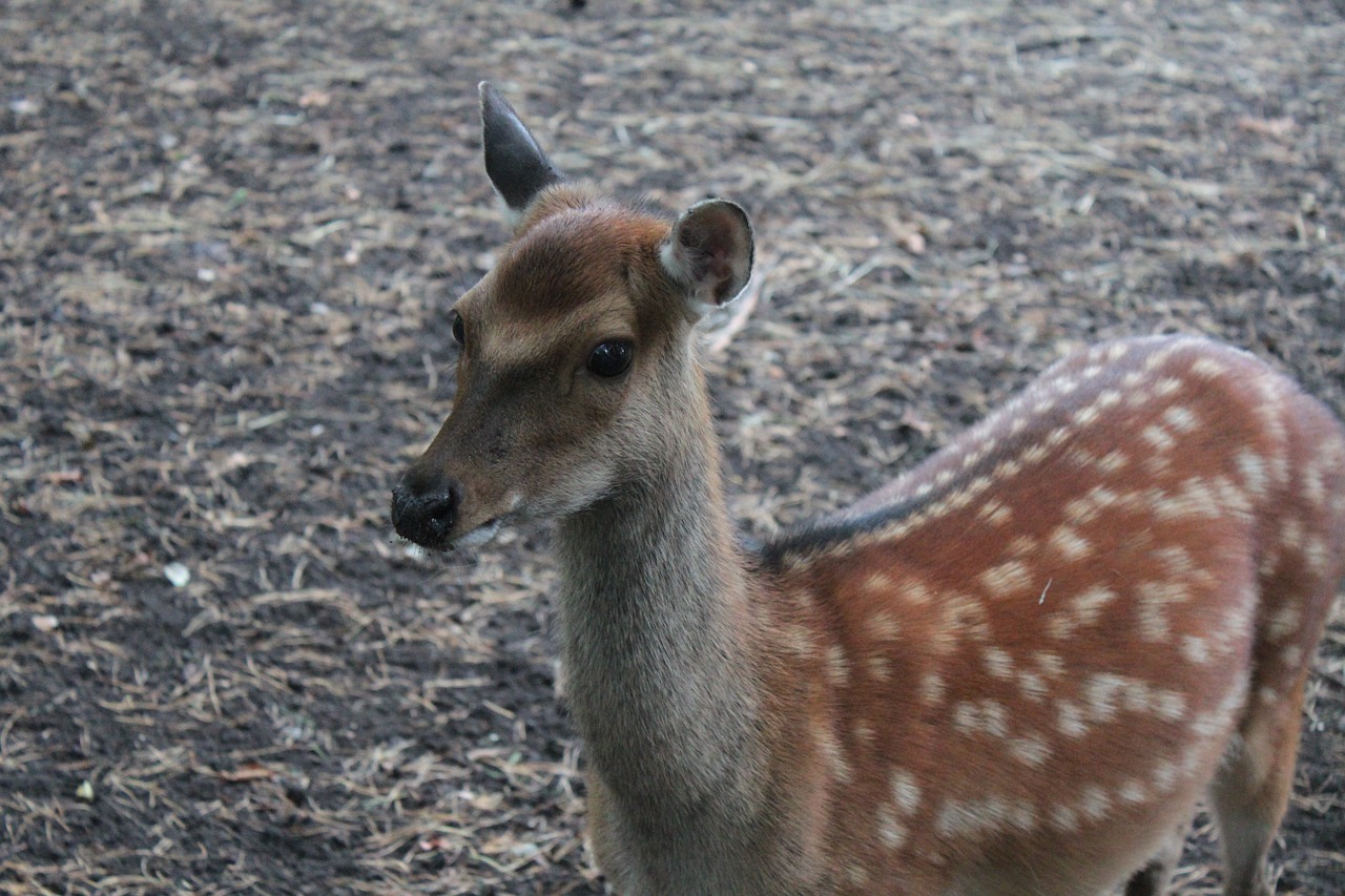 fallow deer roe deer dama dama free photo