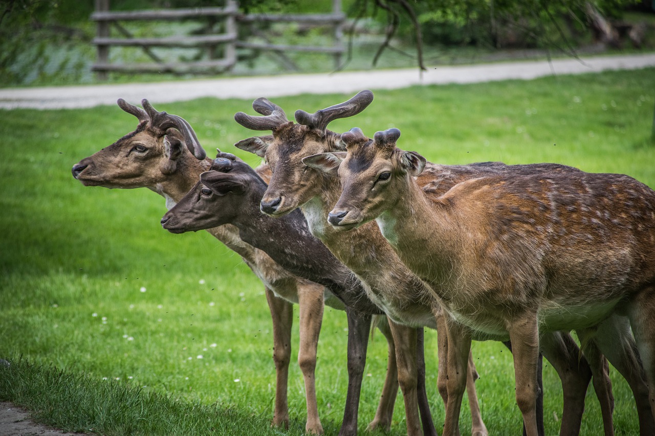 fallow deer  fauna  animal free photo