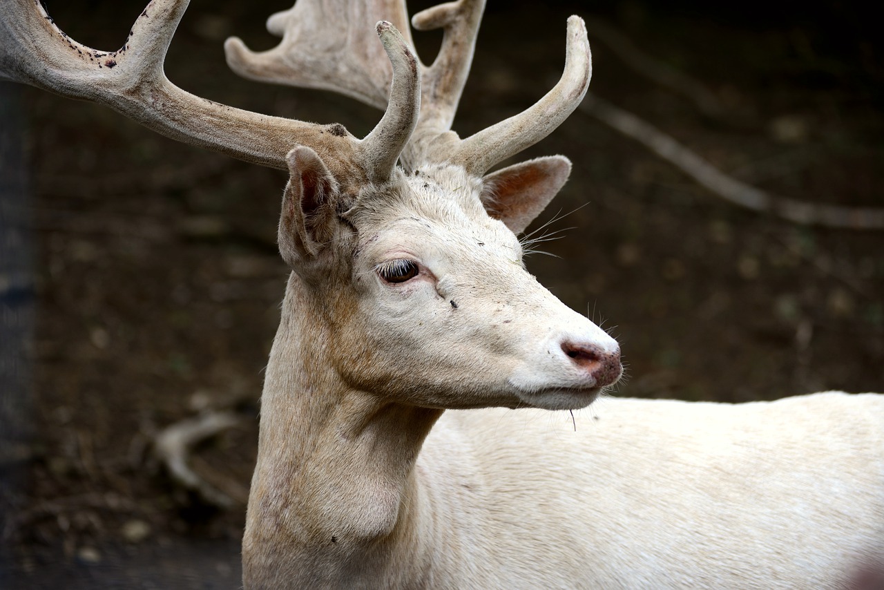 Fallow deer, white fallow deer, wild, hirsch, antler - free image from