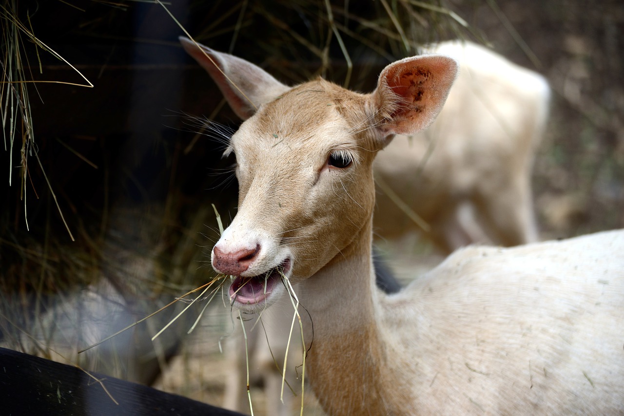 fallow deer  white fallow deer  wild free photo