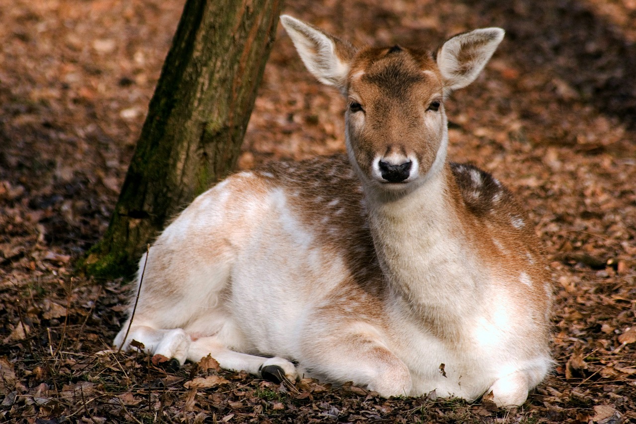 fallow deer nature forest free photo