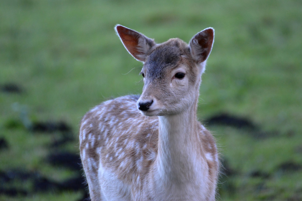 fallow deer roe deer kitz free photo