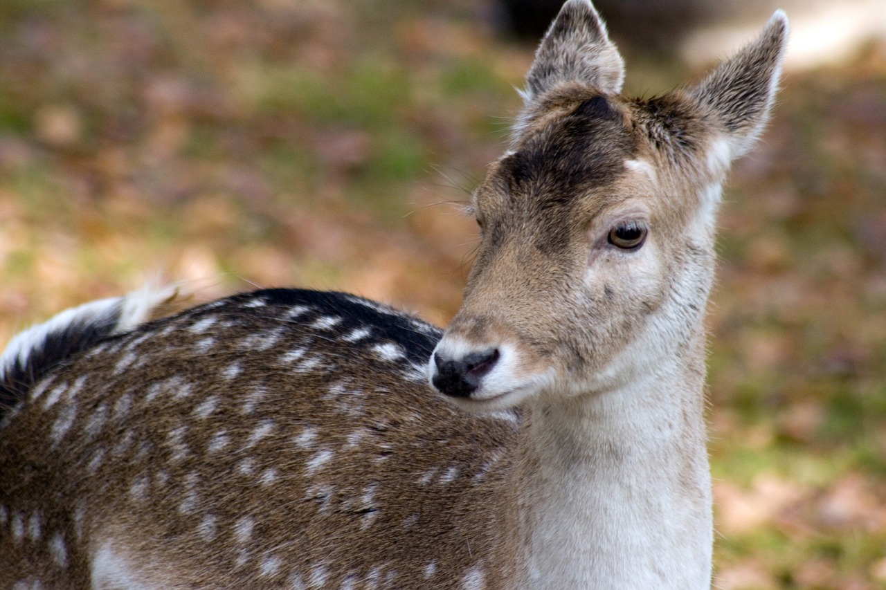 fallow deer forest nature free photo