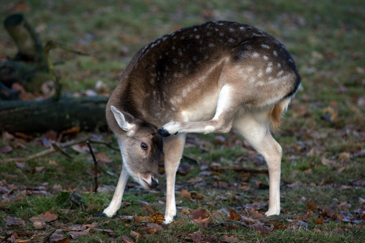 fallow deer forest nature free photo