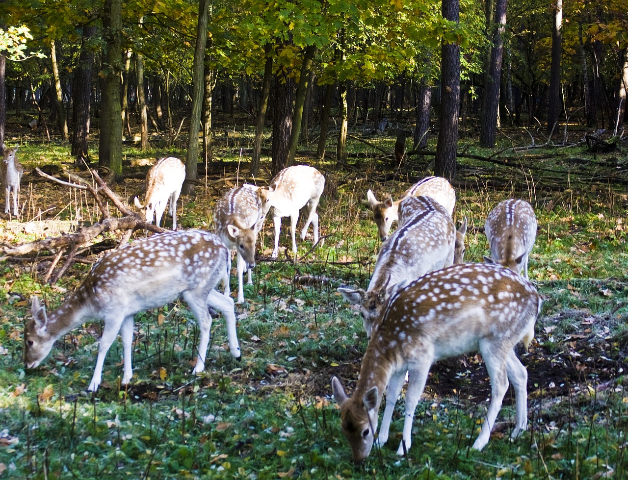 fallow deer group flock free photo