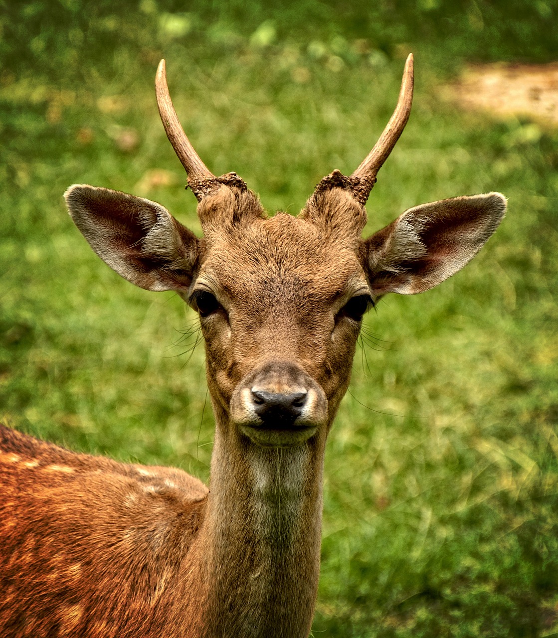 fallow deer damtier dama dama free photo