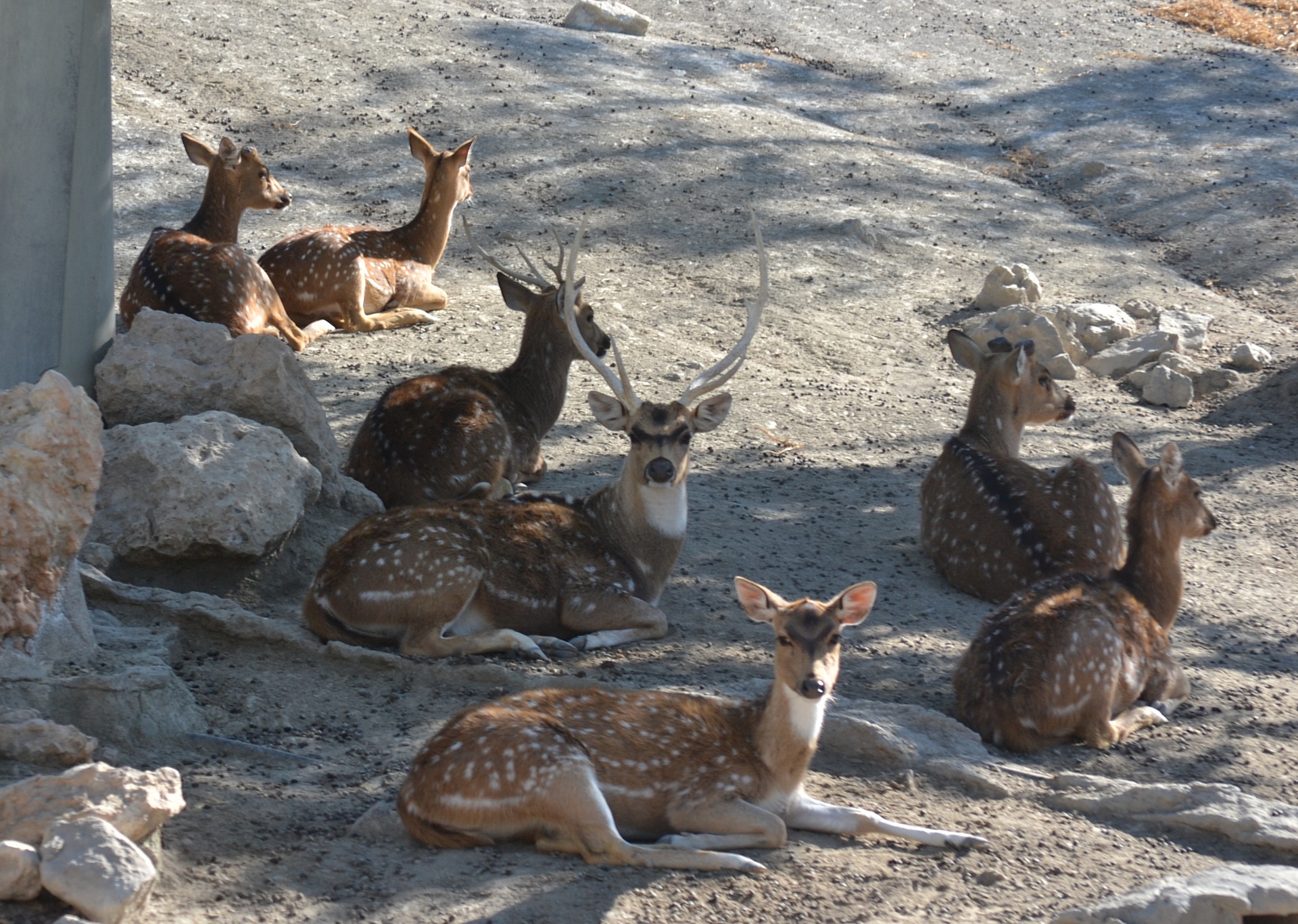 fallow deer deer wild animals free photo