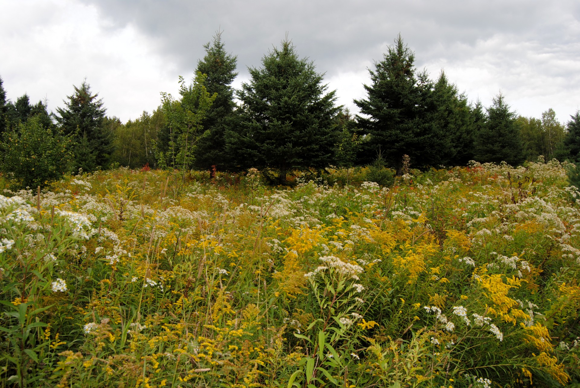 flower flowers fields free photo