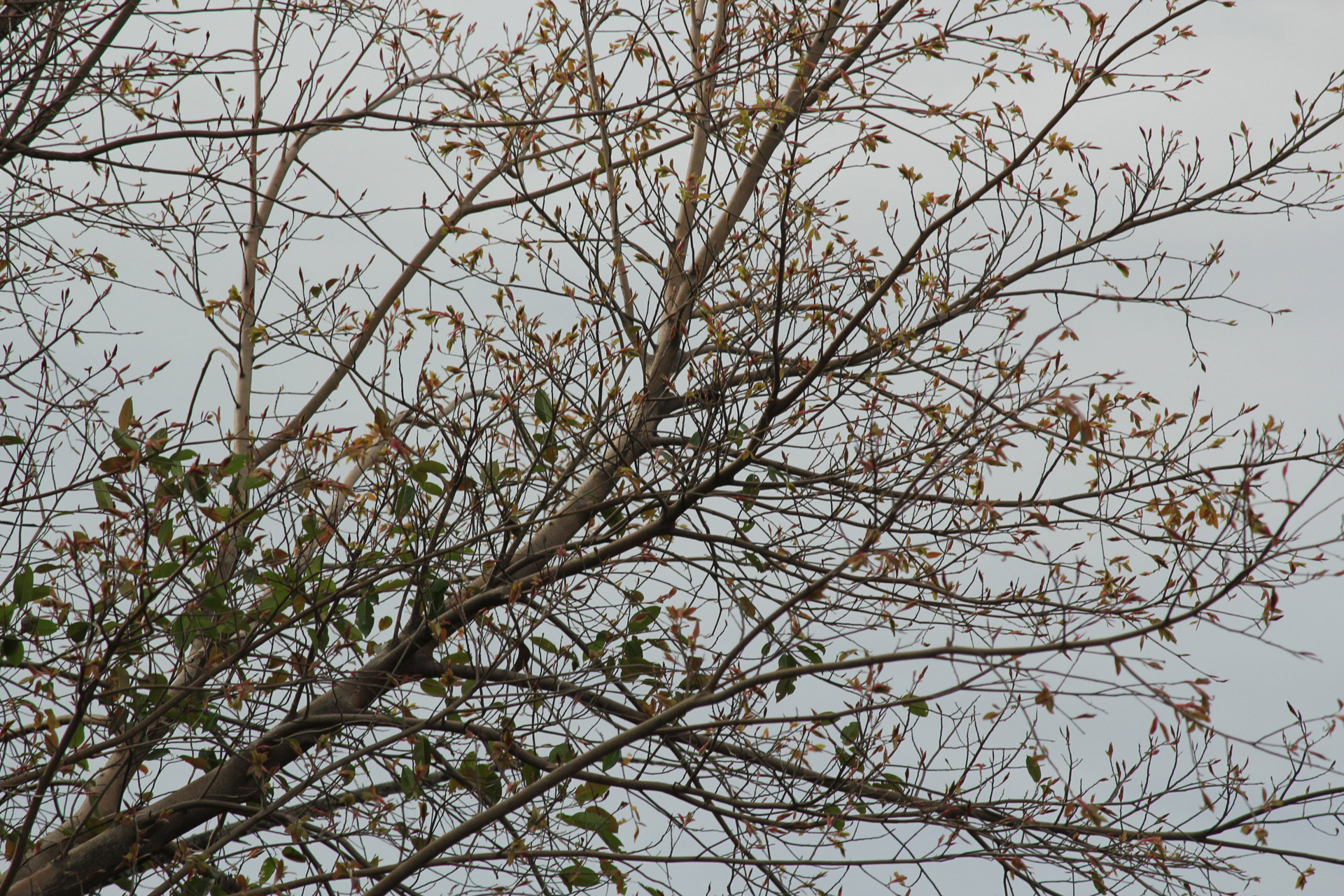 tree vines oblong leaves tiny leaves free photo