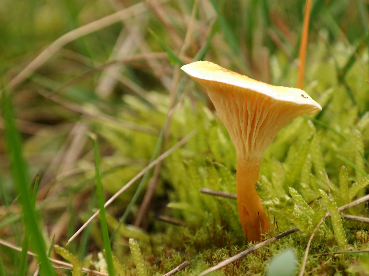 false chanterelle mushroom yellow orange free photo