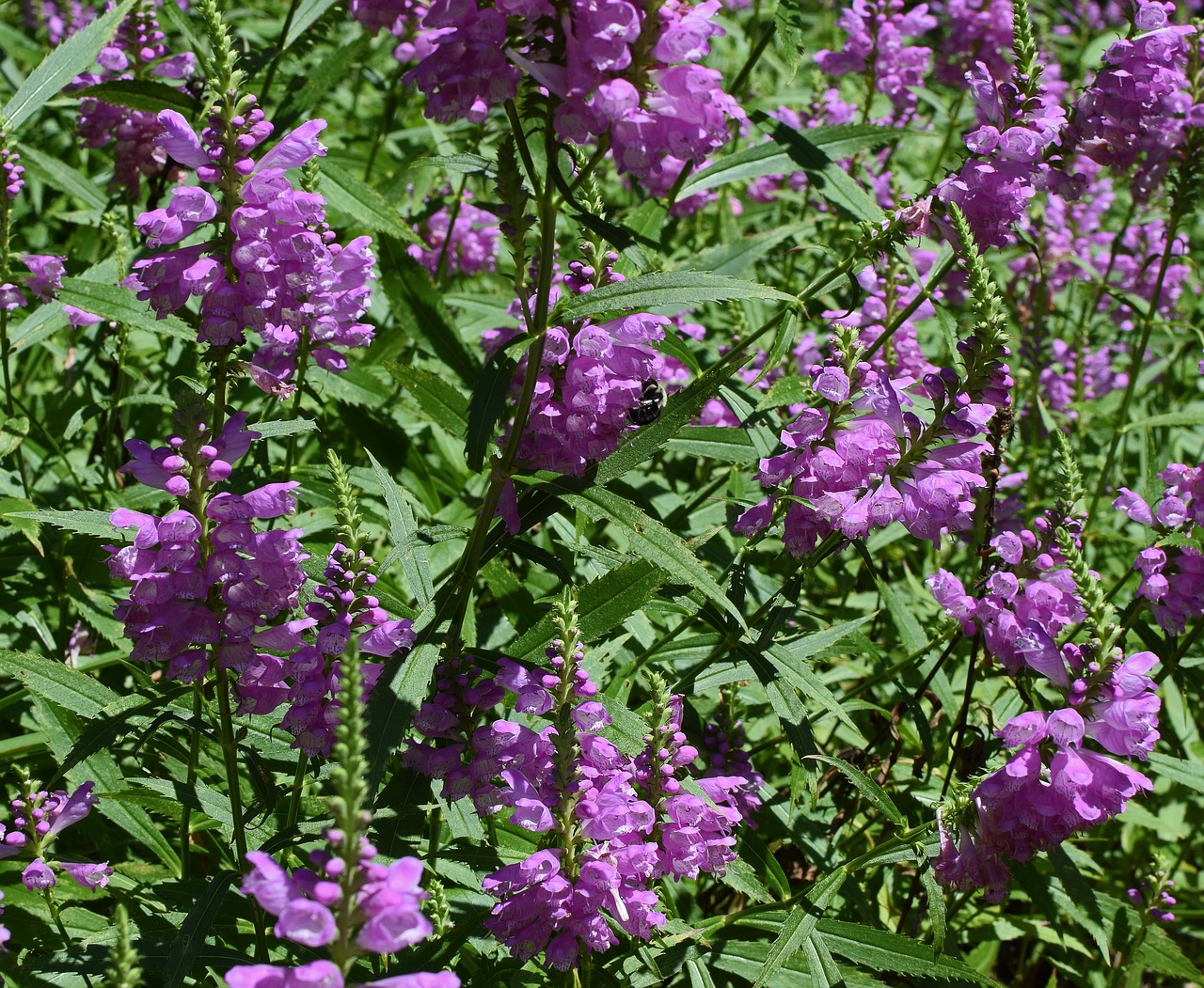 false dragon head with bee flower blossom free photo