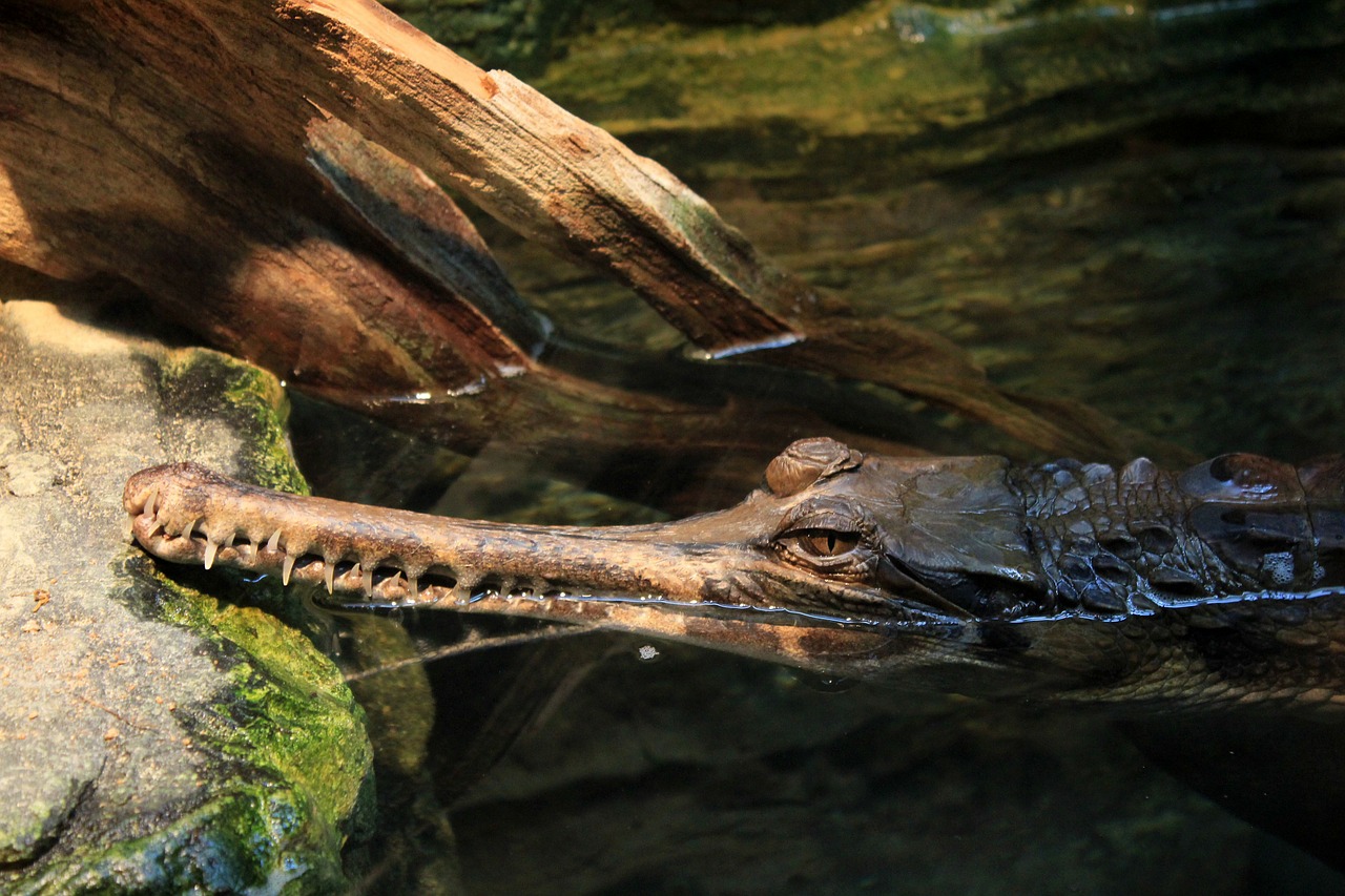false gharial alligator reptile free photo