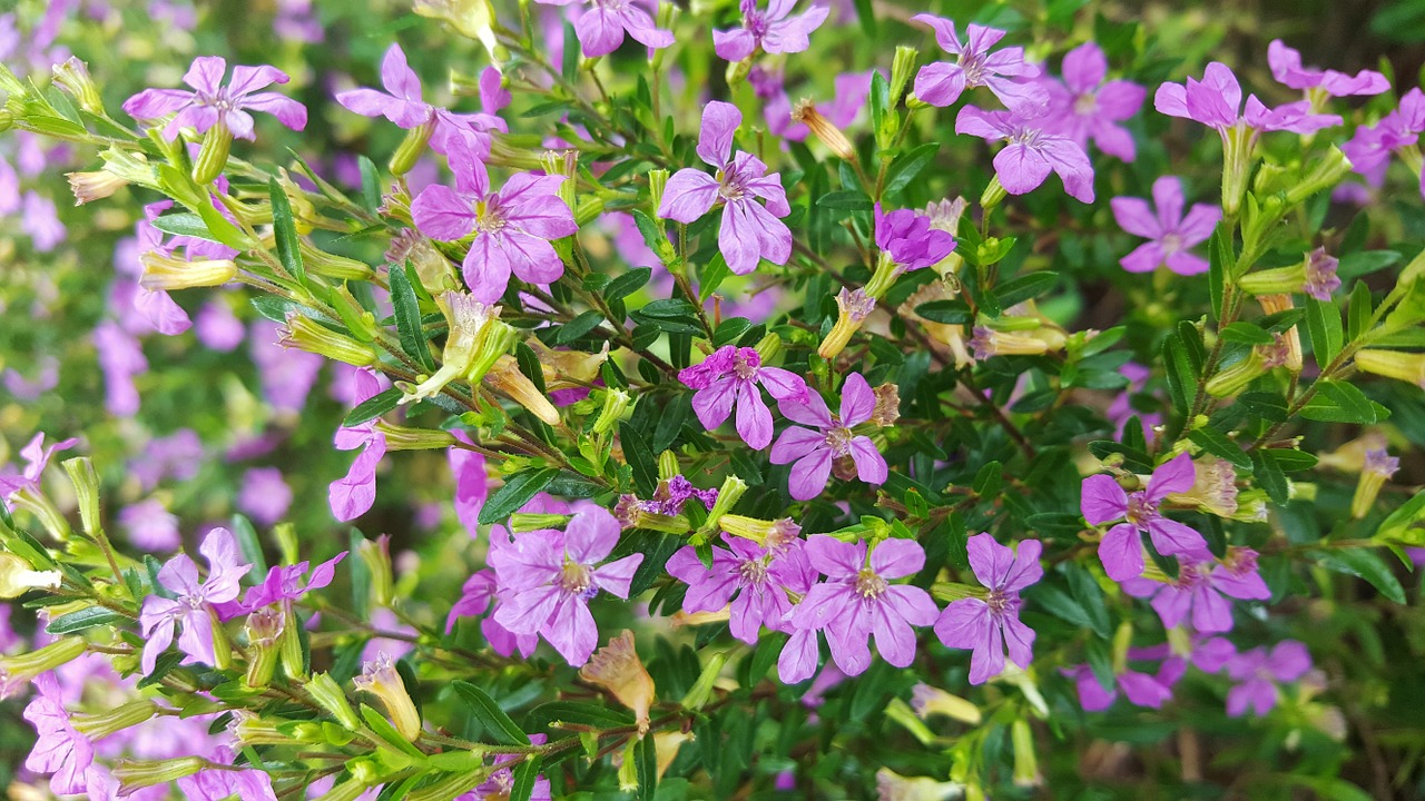 false heather mexican heather hawaiian heather free photo