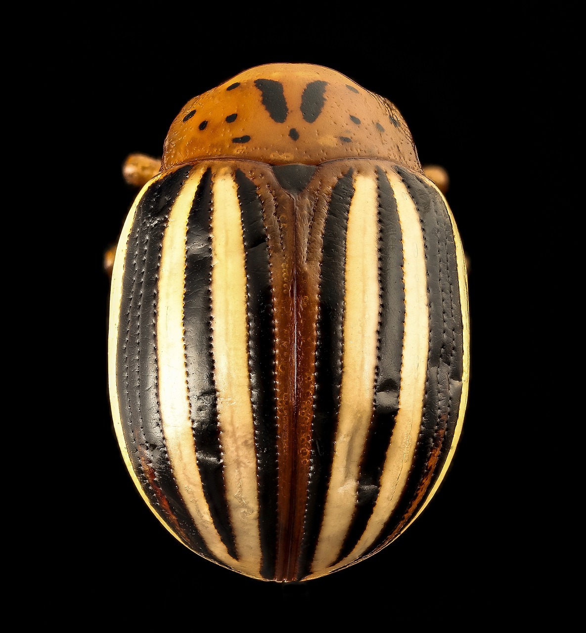 false potato beetle insect macro free photo