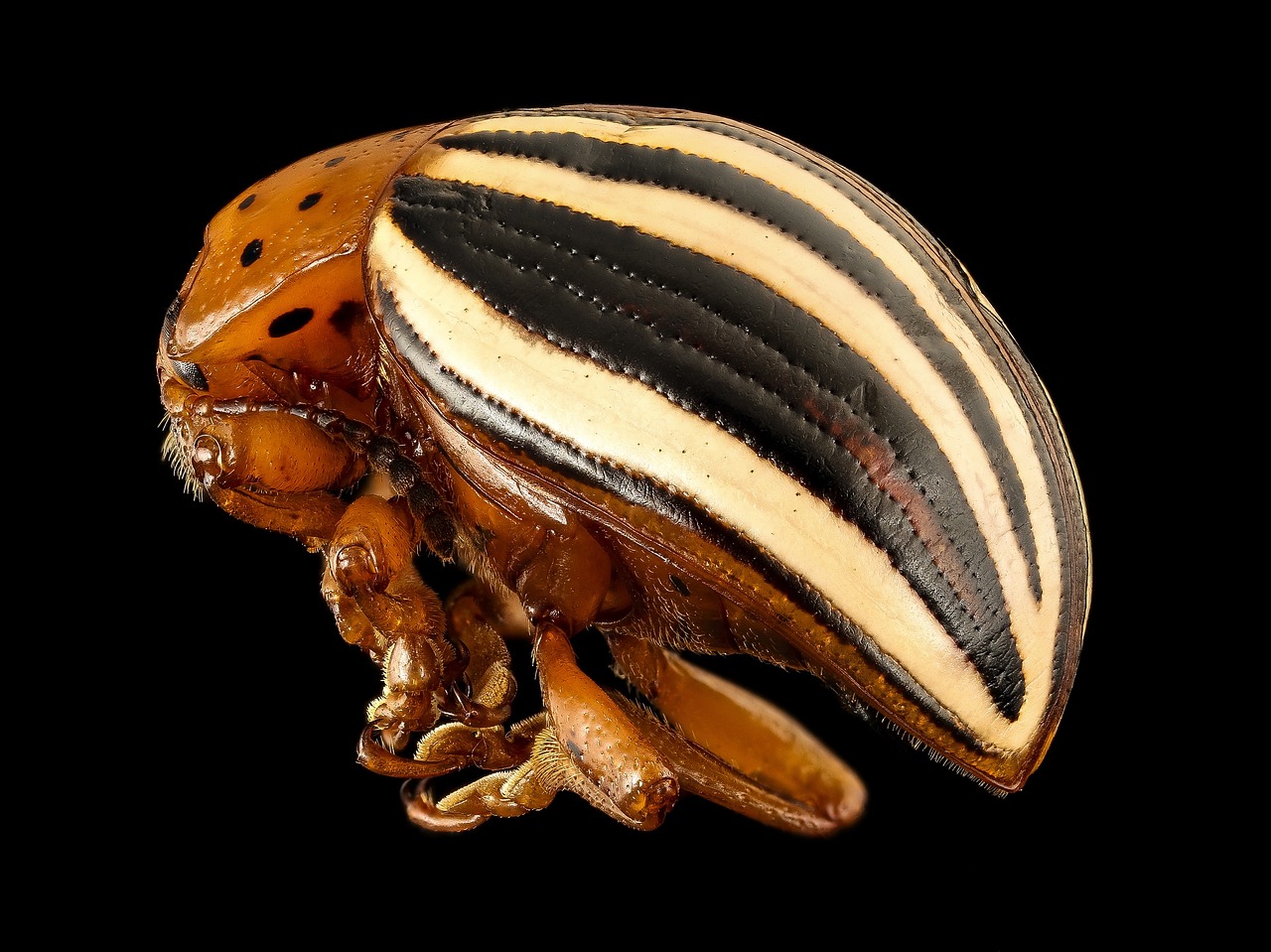 false potato beetle insect macro free photo