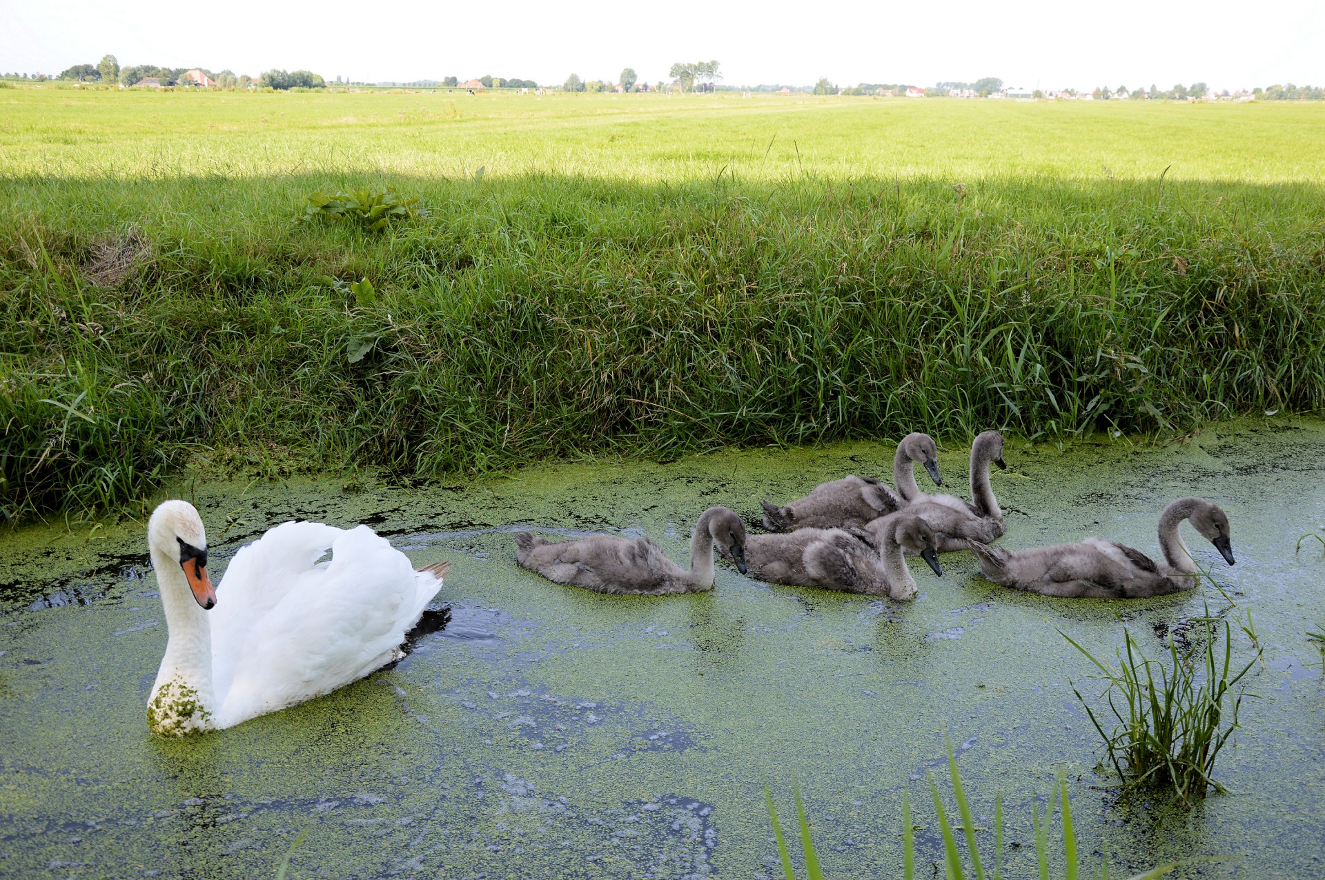 swan swans water bird free photo