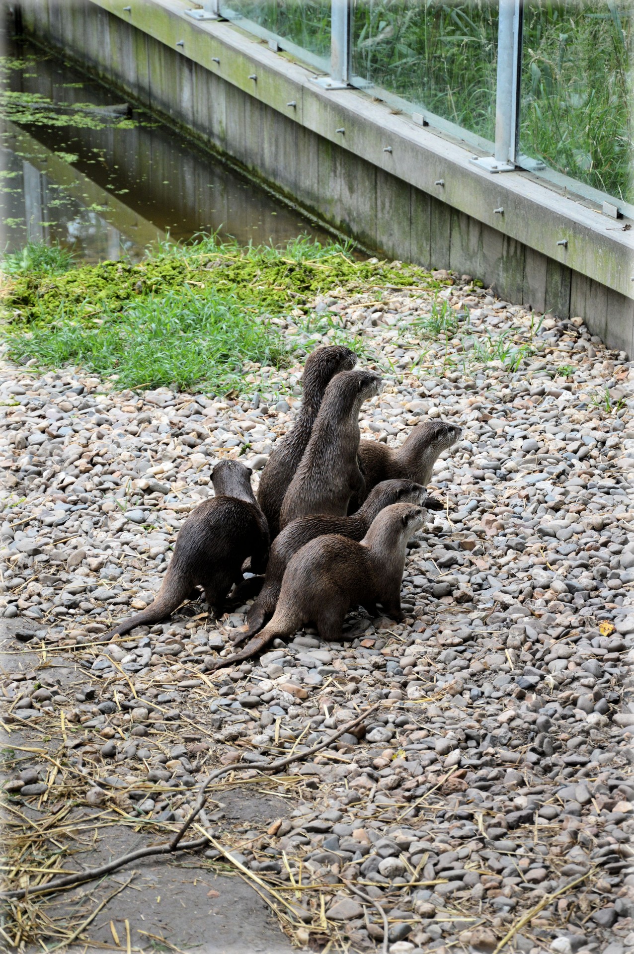 otter otters fish free photo
