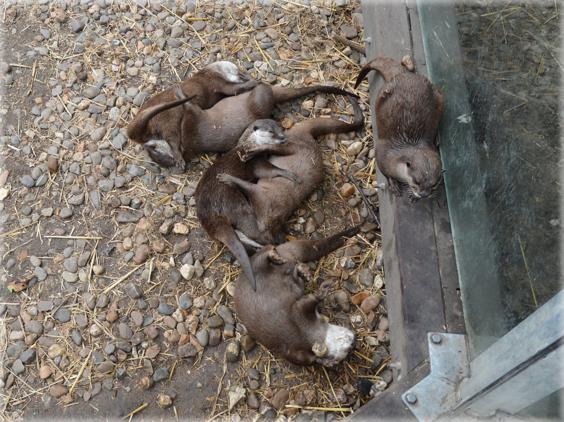 otter otters fish free photo