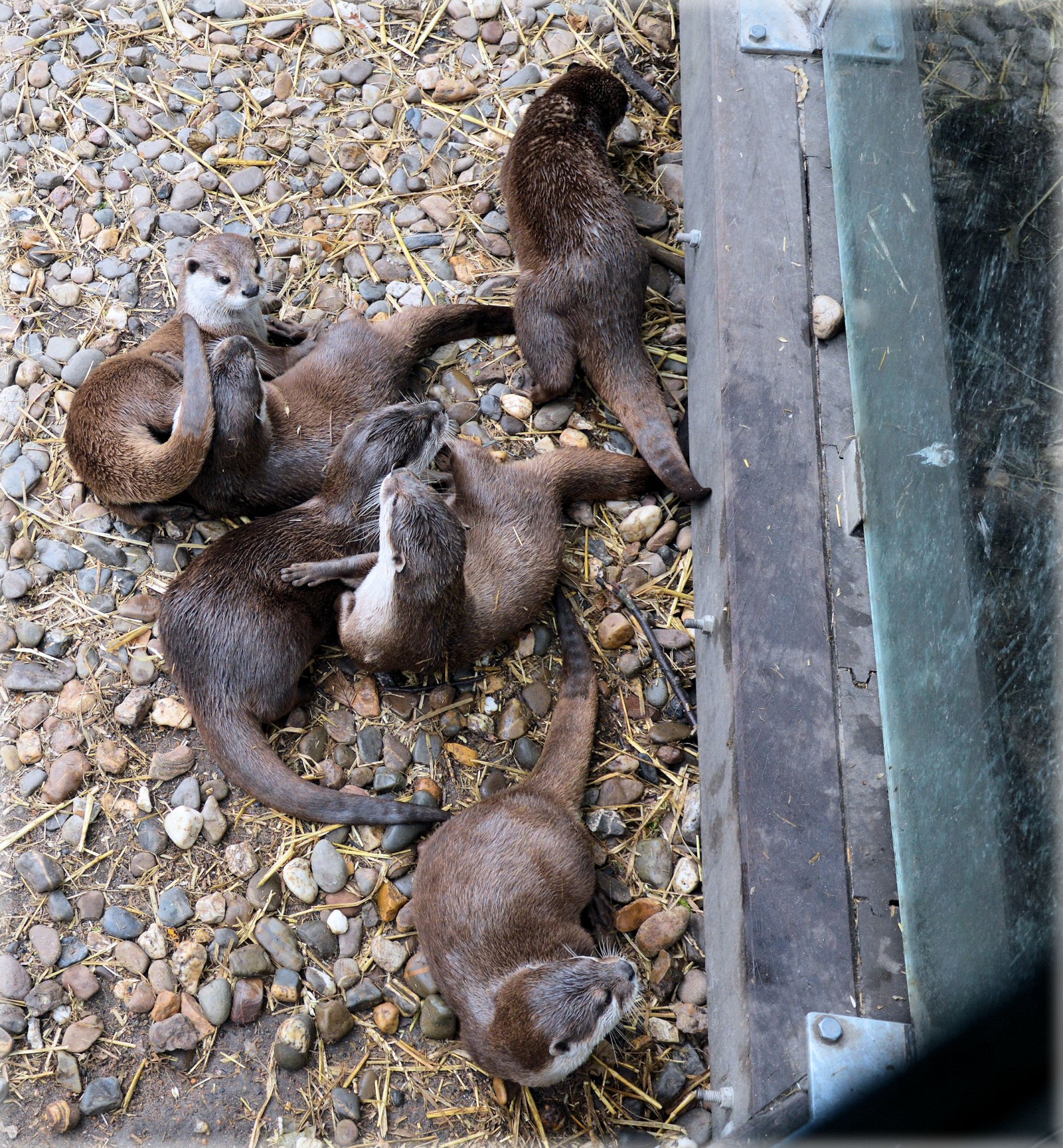 otter otters fish free photo