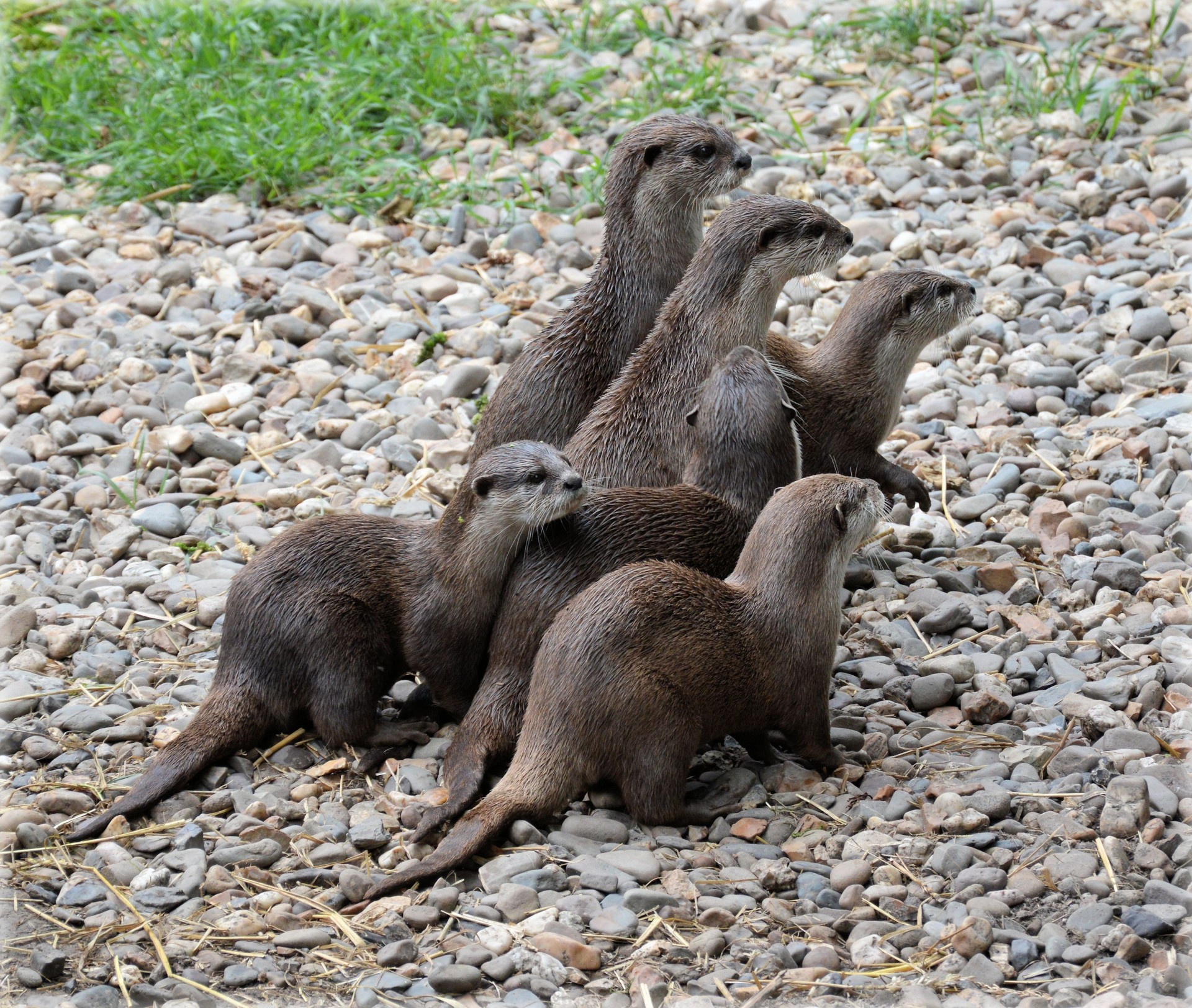 otter otters fish free photo