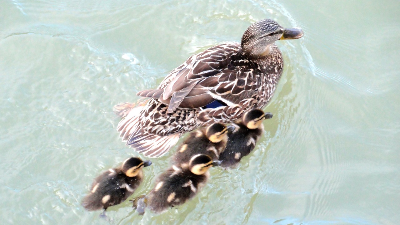 family ducks mallard free photo