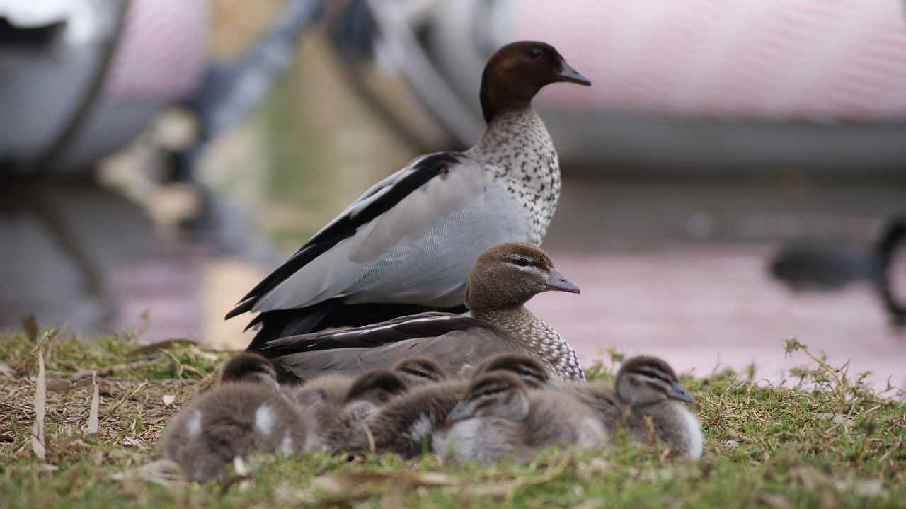 family birds ducks free photo