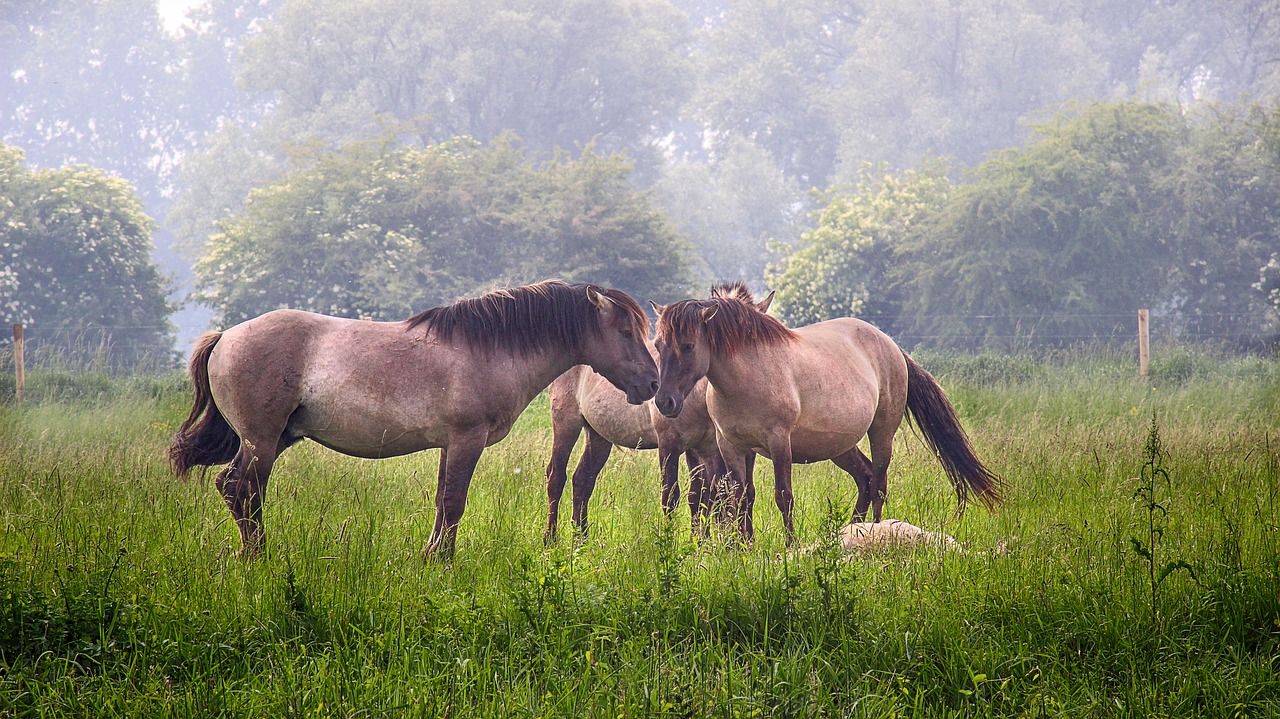 family  love  meadow free photo