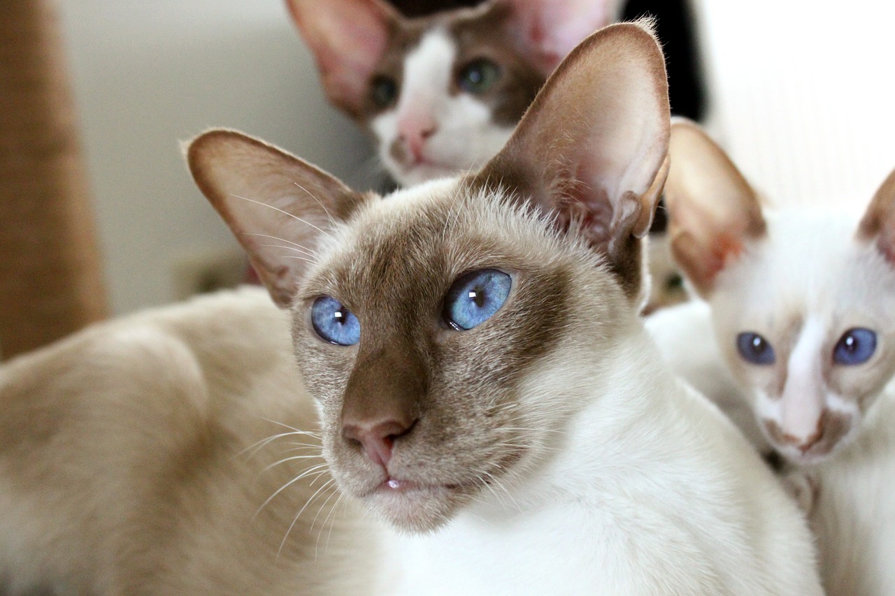 family cat siamese cat free photo