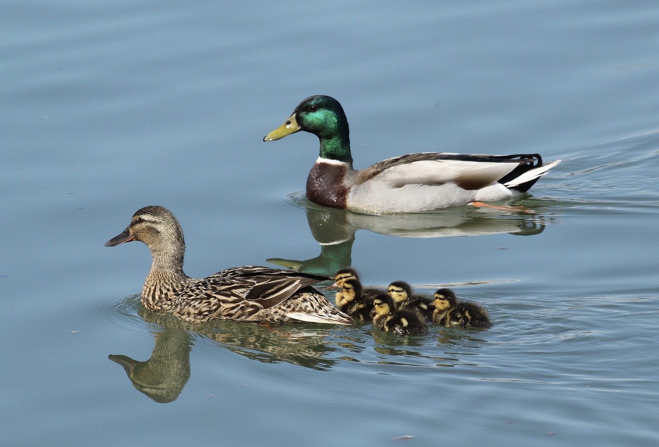 family  mallard  ducklings free photo